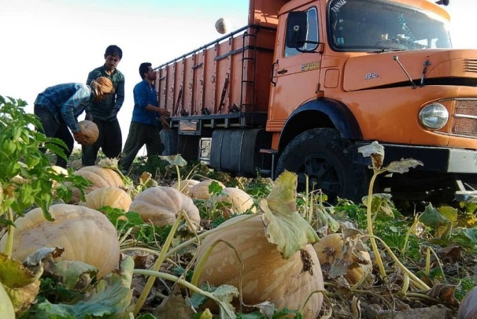 روزهای خوش کشاورزان در «دشت لیشتر» گچساران+ تصاویر روزهای خوش کشاورزان در «دشت لیشتر» گچساران+ تصاویر