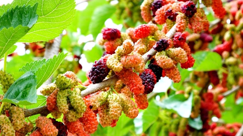 شاه‌توت‌های «شفابخش» در گچساران