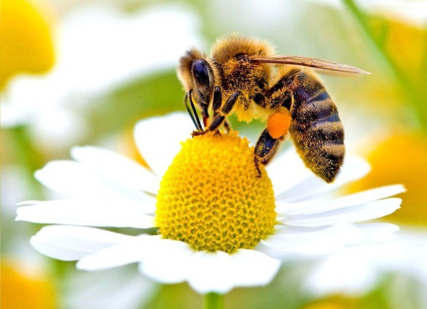 کلیپی زیبا از شهدگیری «زنبورعسل» در گچساران