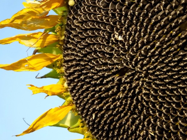 رقص طلایی آفتابگردان‌ها در گچساران