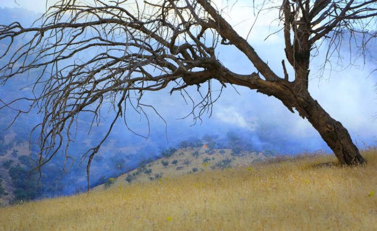 جنگل‌های بلوط؛ تاریخِ زنده‌ای که هر روز می‌سوزد