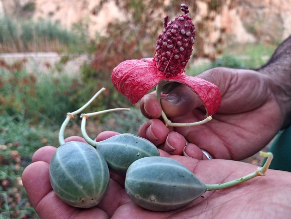 لگجی؛ گیاه بومی و پرخاصیت در گچساران+ تصاویر لگجی؛ گیاه بومی و پرخاصیت در گچساران+ تصاویر