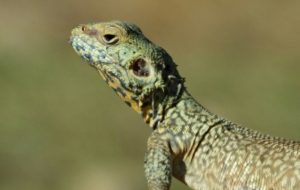 «آگاما» خزنده شگفت‌انگیز در طبیعت گچساران+ تصاویر