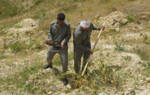 گچساران میزبان پویش ملی «نهال امید»+ تصاویر
