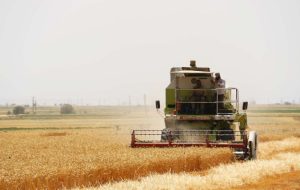 آغاز برداشت گندم از مزارع گچساران
