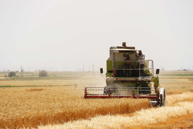 آغاز برداشت گندم از مزارع گچساران
