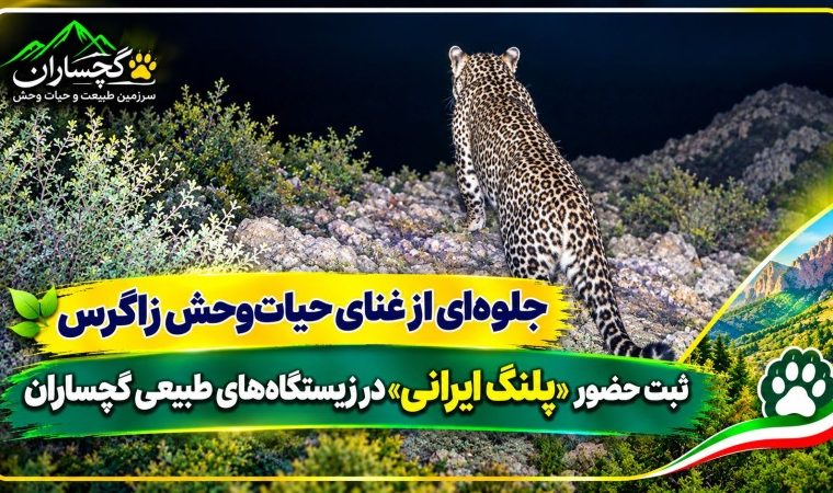 ثبت تصویر تازه از «پلنگ ایرانی» در گچساران ثبت تصویر تازه از «پلنگ ایرانی» در گچساران