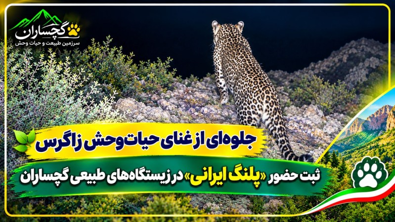 ثبت تصویر تازه از «پلنگ ایرانی» در گچساران
