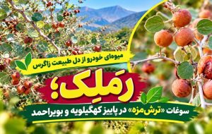رَمَلِک؛ سوغات «ترش‌مزه» در پاییز گچساران+ تصاویر