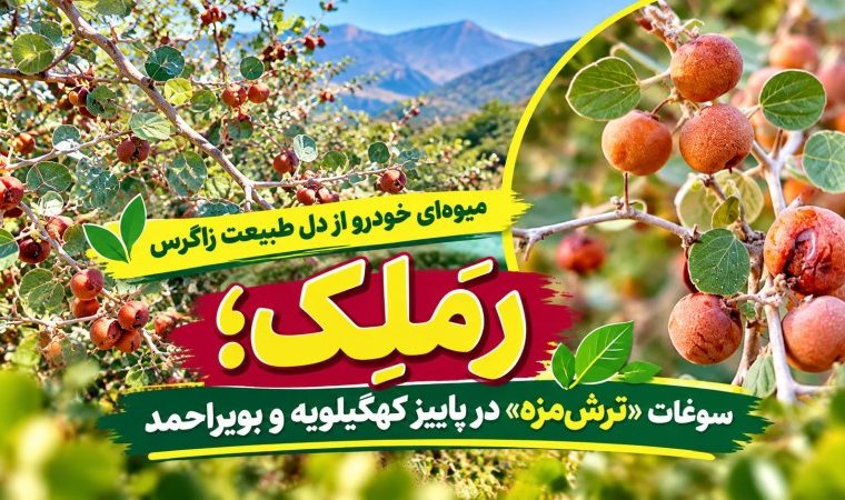 رَمَلِک؛ سوغات «ترش‌مزه» در پاییز گچساران+ تصاویر